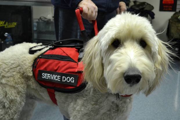 service-dog