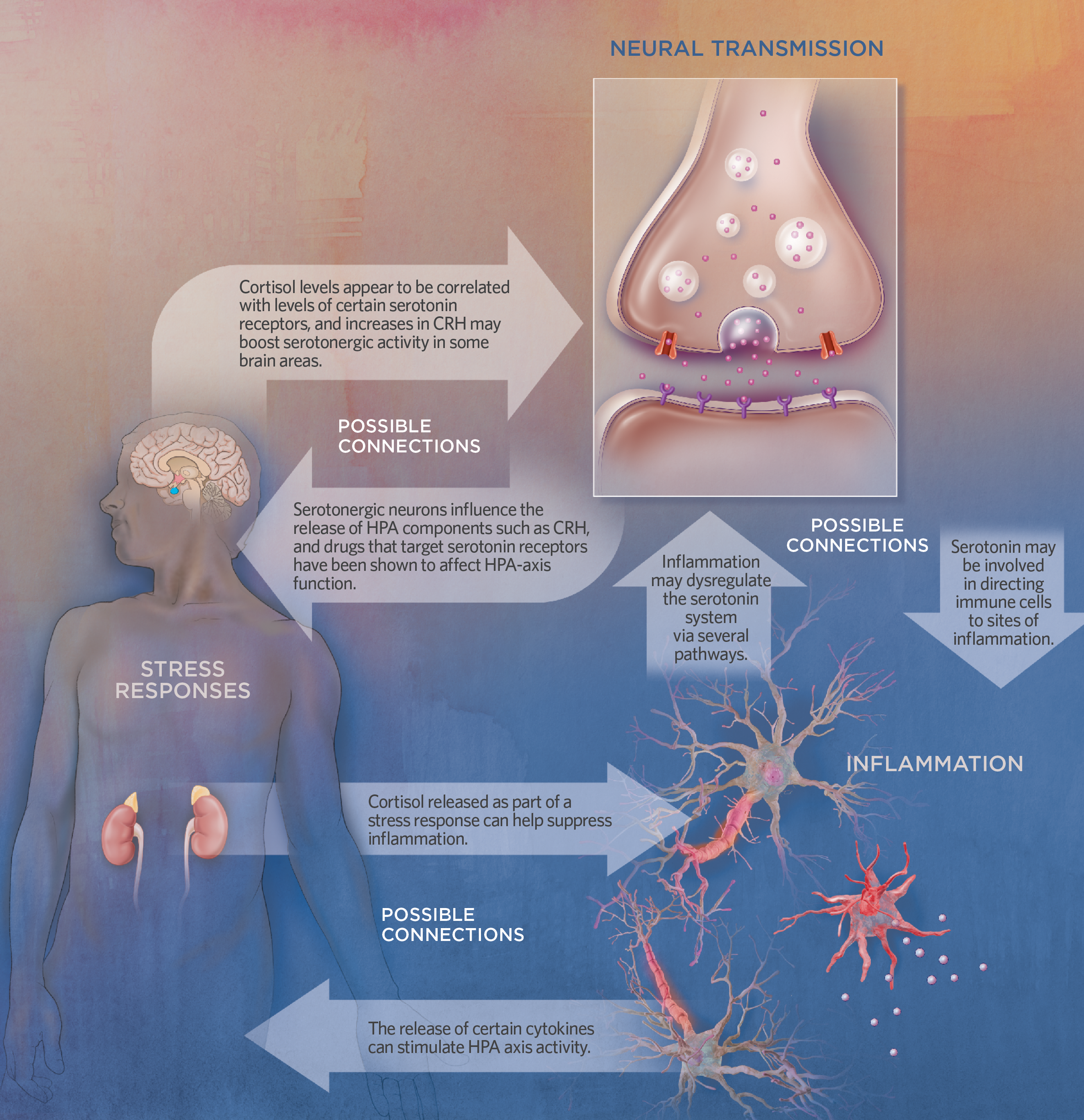 suicide_infographic_neurobiological pathways